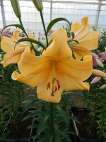 [3517 PO33 Morini No02.JPG]